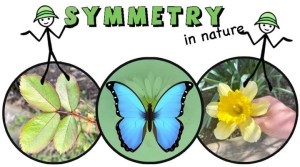 Know the Impact of Mathematical Symmetry in Daily Life – Importance of Patterns